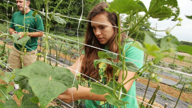 Student tends to plants in garden