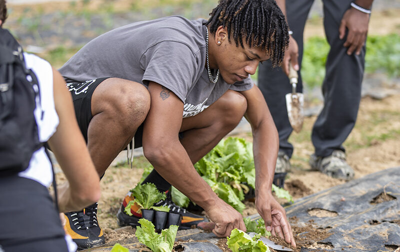 Student working with a plant at the food pantry garden