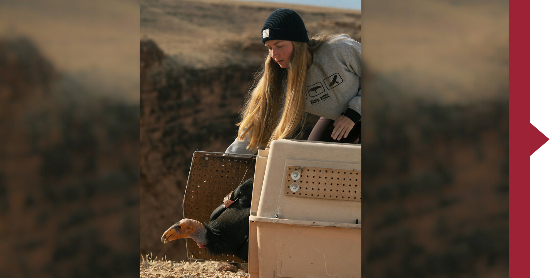 Jessy Wilson 19 releasing a California condor out a cage