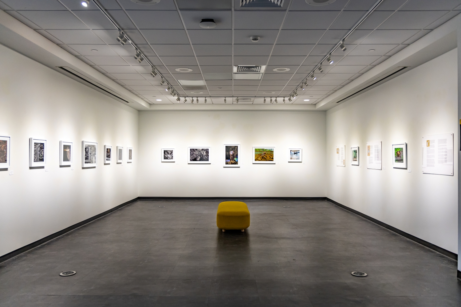 Art Gallery with framed work hanging on the wall